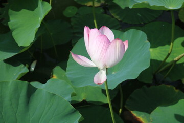 蓮の花