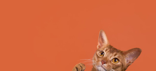 An Abyssinian cat's head peeks out from the corner of the photo. Copy space