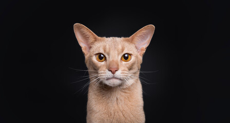 Cute adorable abyssinian cat looking at camera on isolated background