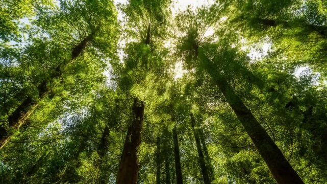 Bottom up view of large green trees with sun shines