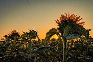 A cluster of sunflowers in a field, viewed from behind during sunrise. The focal point is a sunflower in the foreground, its petals glowing in a warm orange light as the sun rises.