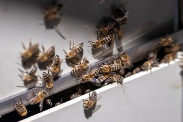 close up of bees entering the hive
