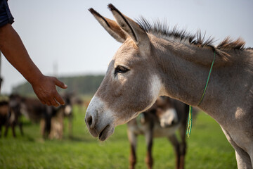 free donkeys on a green field, resting