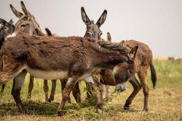 free donkeys on a green field, resting