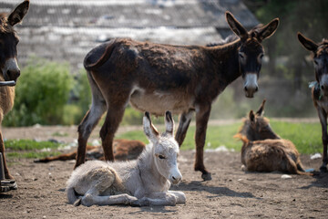 free donkeys on a green field, resting