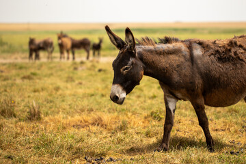 free donkeys on a green field, resting