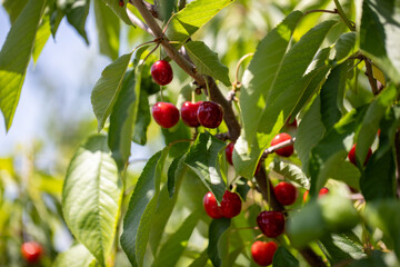 Close up of tasty natural cherries