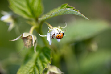 close up of ladybug on a green leaf