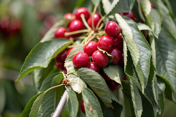 Close up of tasty natural cherries