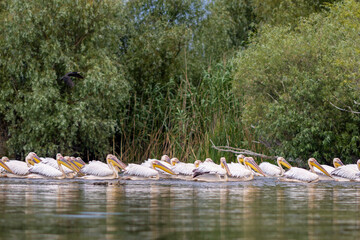 Pelicans fly in the Danube Delta in Romania