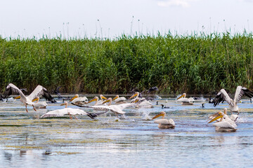 Pelicans fly in the Danube Delta in Romania