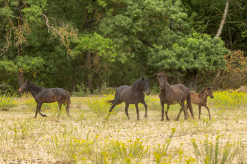 the wild horses from Letea, Romania