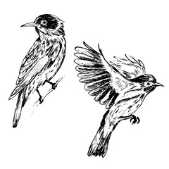 Ink Drawing of Honeyeater Bird – Perched and Flying – Vintage Style. A hand-drawn black and white illustration showing two bird poses in fine line detail. Perching on branch and flying pose