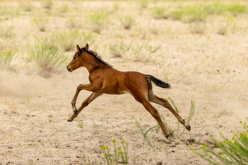 the wild horses from Letea, Romania