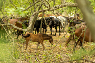 the wild horses from Letea, Romania