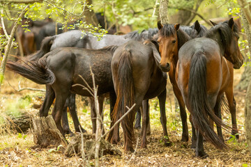 the wild horses from Letea, Romania