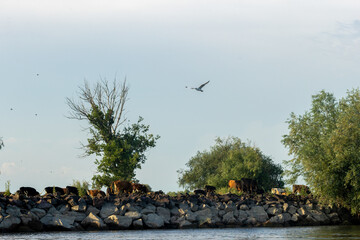 Animals in Danube Delta near the Black Sea in Romania