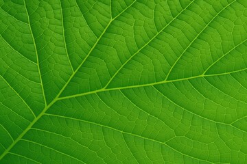 Obraz premium Detailed green leaf surface for creative backgrounds