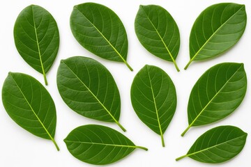 Obraz premium Isolated Jackfruit Foliage on White Background