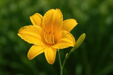 Native ornamental plant with vibrant yellow trumpet-shaped flowers