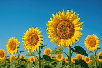 Obraz premium Vivid yellow sunflowers set against a clear blue sky illustrating nature's beauty
