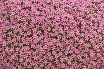 Obraz premium Adorable Tiny Rosy Blossoms