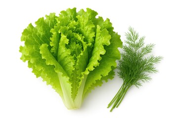 Fresh lettuce combined with dill on a plain white backdrop