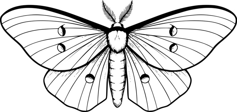 luna moth line art silhouette vector illustration
