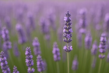Obraz premium The calming essence of lavender