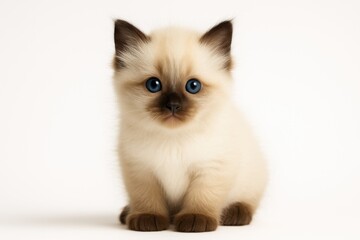 Cute kittens isolated, revered feline from Southeast Asia