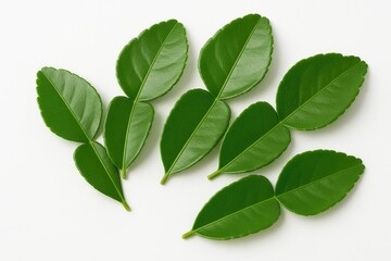 Obraz premium Fresh Kaffir Lime Leaves and Herbs on a White Background