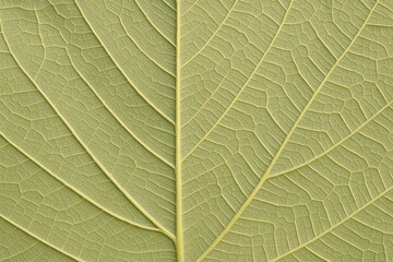 Obraz premium Background featuring intricate leaf vein patterns