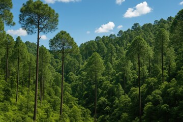 Mountain forest flora and lush jungle scenes