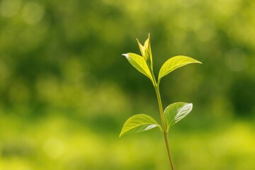 Obraz premium Fresh plant development in the spring season