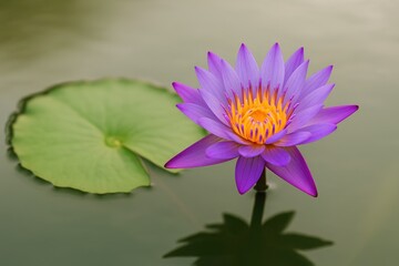 Purple and green lotus blossom with leaves in a water setting representing nature and spirituality