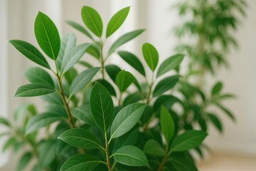 Fototapeta premium Indoor Tree Foliage Tips and Ideas