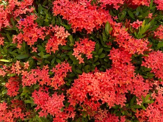 Red Ixora flowers background and texture. Ixora commonly known as West Indian jasmine. Selective focus
