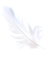 Obraz premium white feather isolated on white background.Png
