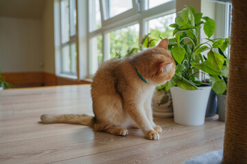 British cat golden chinchilla.