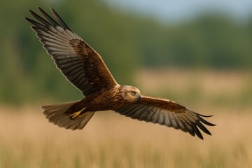 Flying Marsh Harrier in Action