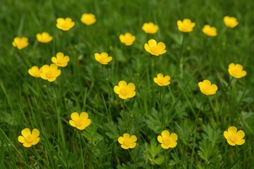 Obraz premium Tiny Yellow Blossoms in Bloom