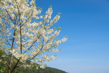 Fototapeta premium Exploring the serene landscape of Khun Chang Kian