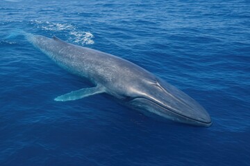 Naklejka premium The massive blue whale is the biggest creature ever documented, stretching up to 100 feet and weighing around 200 tons.