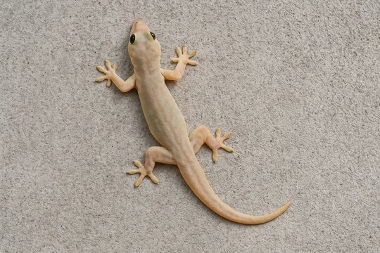 Reptiles glide along vertical surfaces