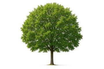 Single tree on a plain white backdrop