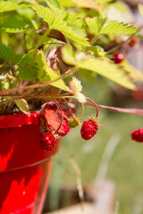 Wild strawberries (Fragaria vesca), fruiting plant in a garden	

