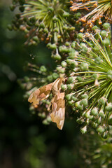 The lime hawk-moth (Mimas tiliae) on cut giant garlic plants