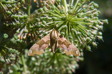 The lime hawk-moth (Mimas tiliae) on cut giant garlic plants