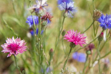 The cornflowers (Centaurea) blooming in a garden