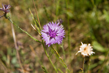 Obraz premium The cornflowers (Centaurea) blooming in a garden